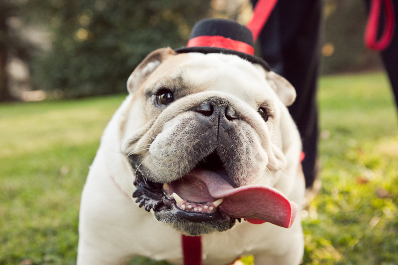 This couple's bulldog gets dressed up for their wedding ceremony in Delaware at Rockwood Carriage House.