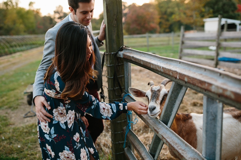 Fernbrook Farms NJ goat being pet by bride