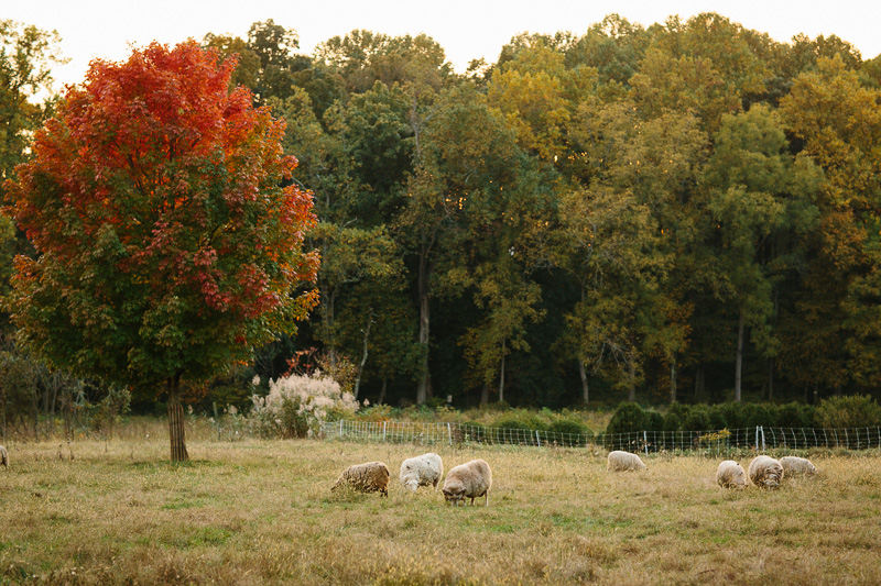 Bucolic meadow of sheep Fernbrook Farms NJ