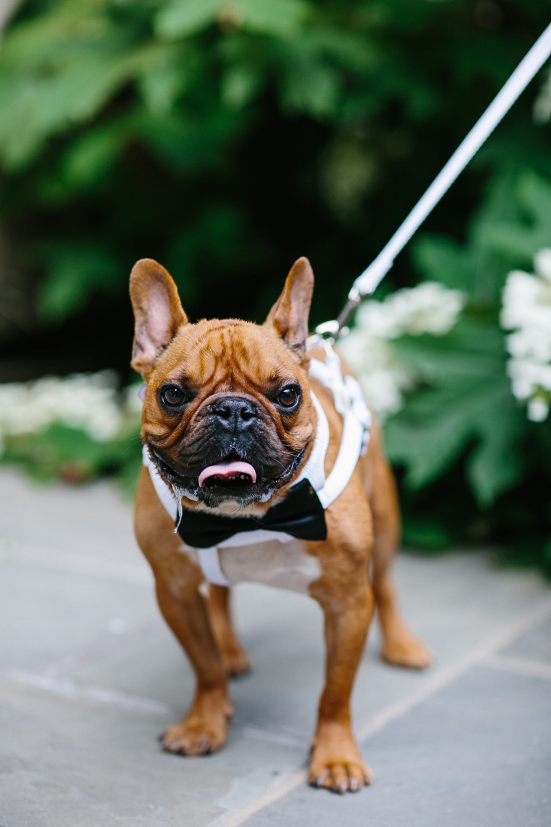 At this spring wedding at the College of Physicians or Mutter Museum, this couple brought their dog to their outdoor wedding ceremony.