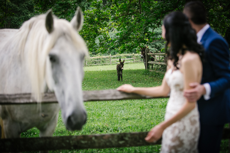 Bride and groom pet the farm animals at Grace Winery.