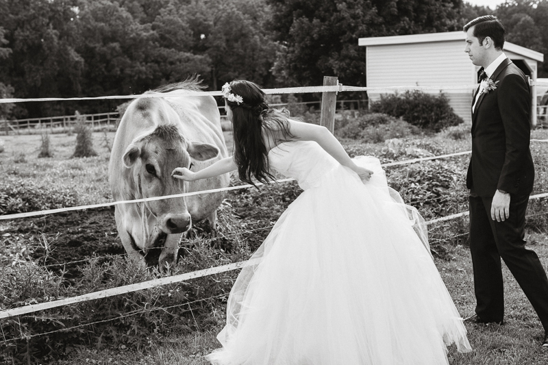 Bride pets a cow while at the Fernbrook Farms in New Jersey before her outdoor wedding ceremony.
