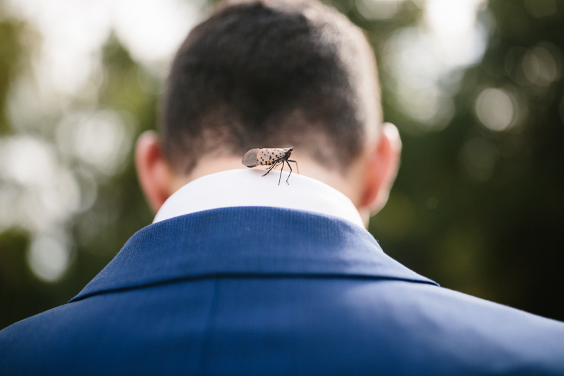 bugs on wedding day
