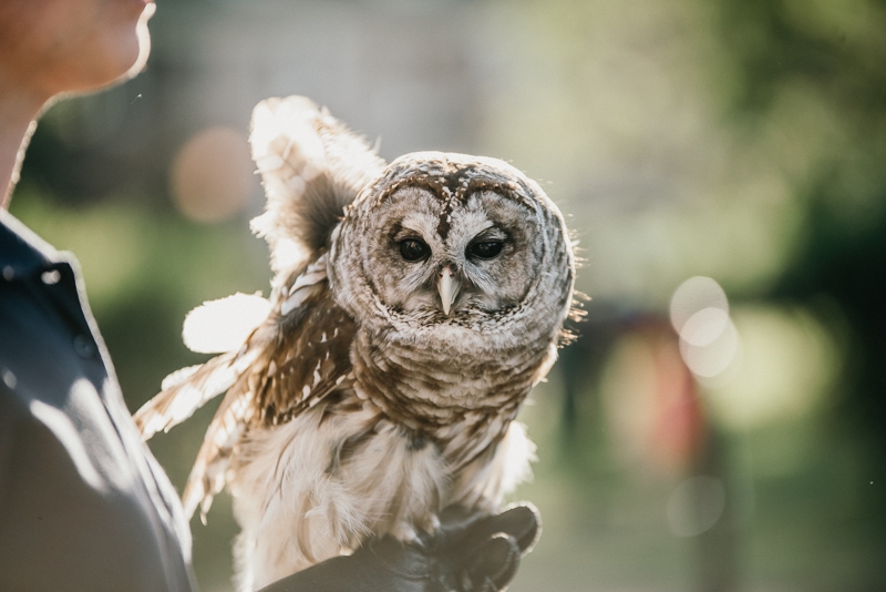 Pennsylvania Nature Wedding Owl