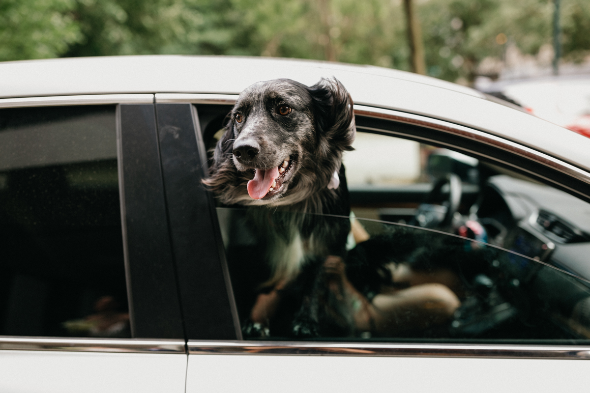 Dog hanging out of car window.