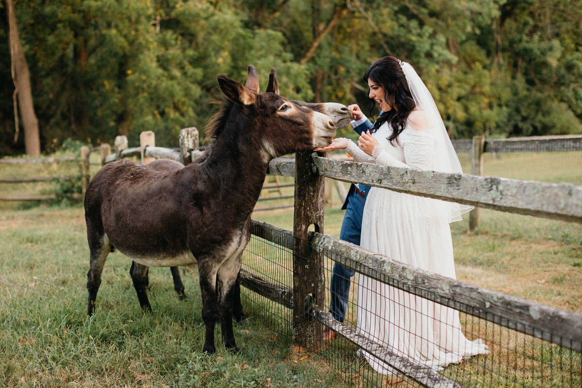 Bride and groom feed horses before their outdoor wedding ceremony at the Inn at Grace Winery.