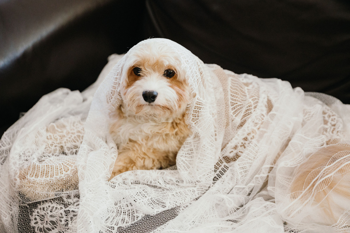 A timeless wedding veil with elegant, vintage-inspired details and a dog hidden underneath.