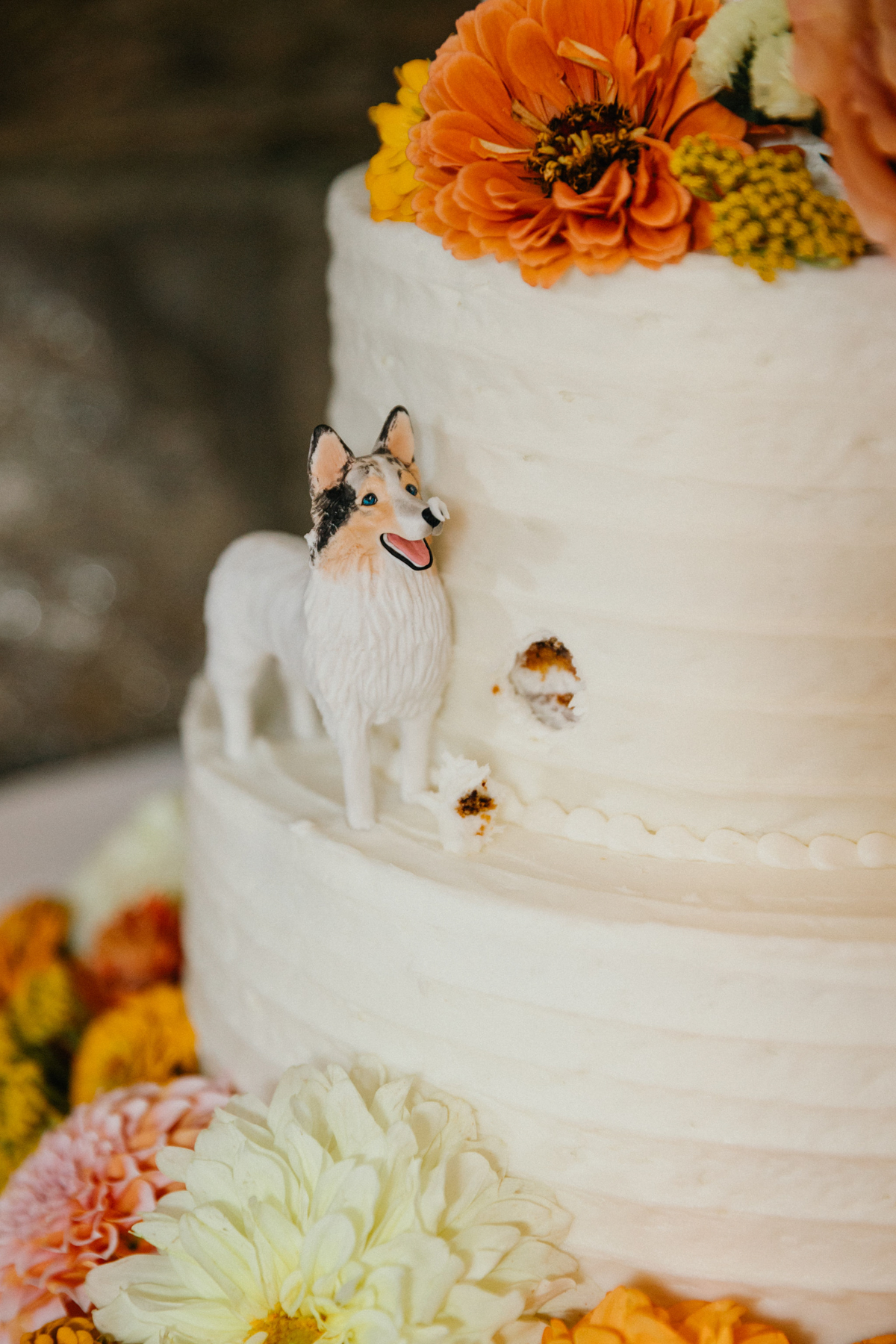 Silly dog cake topper with icing on its nose.