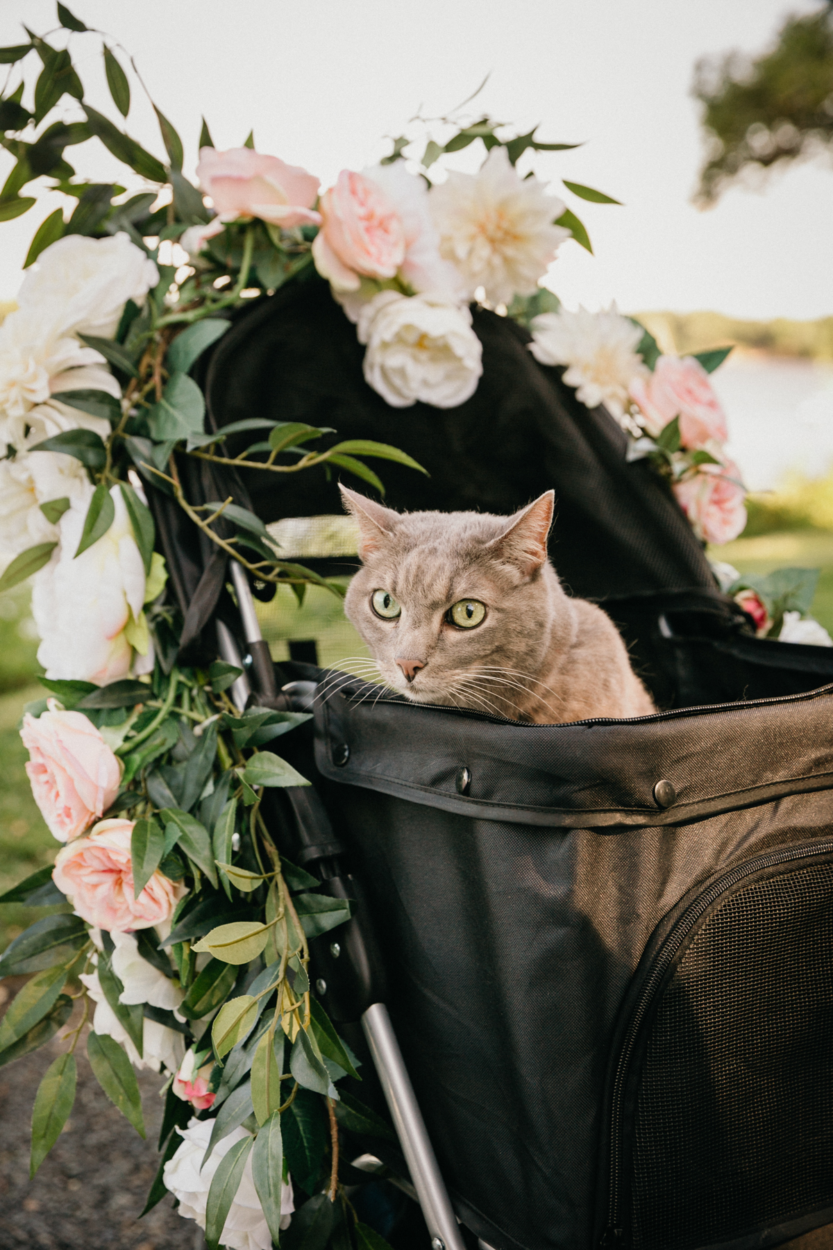 cat in floral carriage at glen foerd wedding