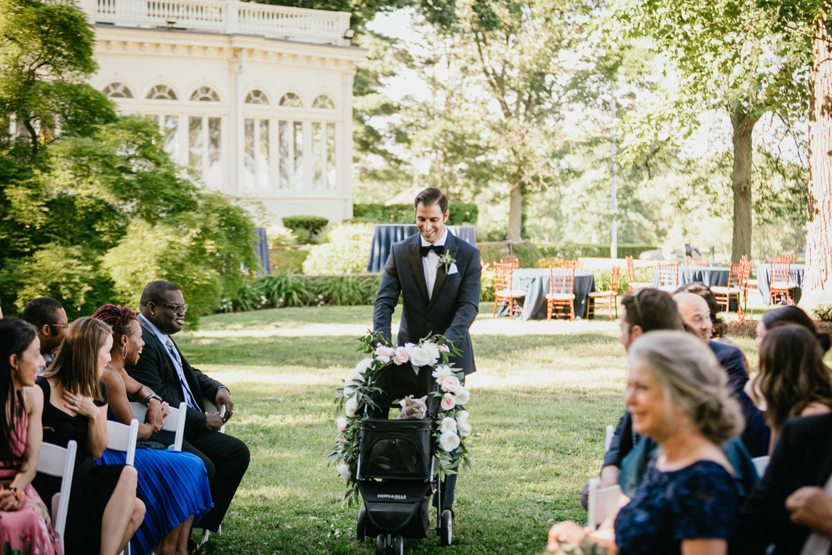 Cat ring bearer walking down the aisle – cat in wedding
