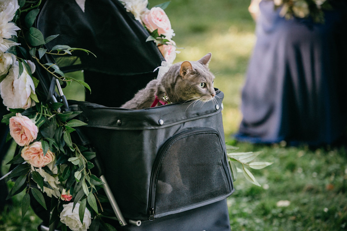 Groomsmen walking cat down aisle – cat in wedding