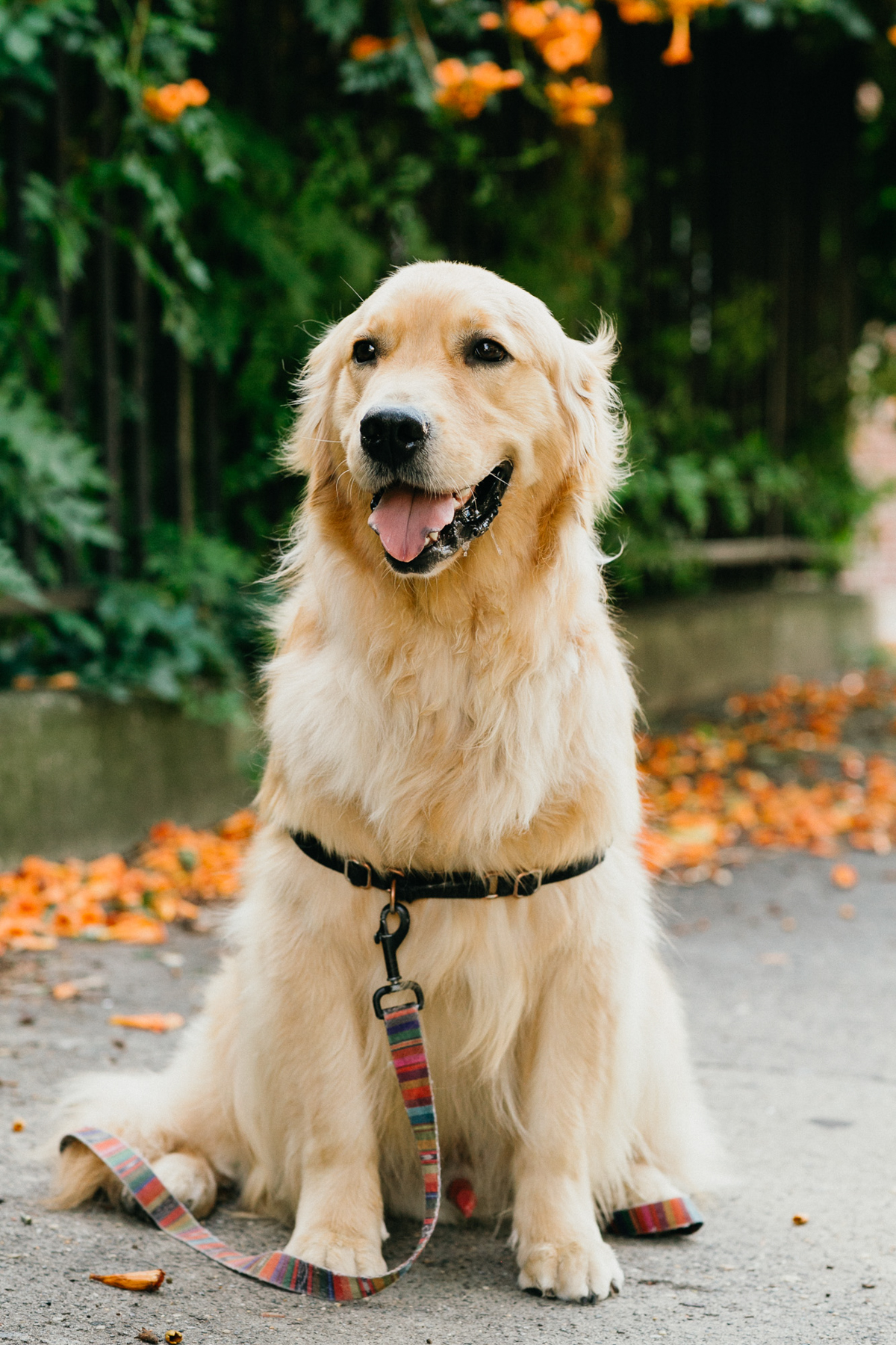 engagement photos with your dog