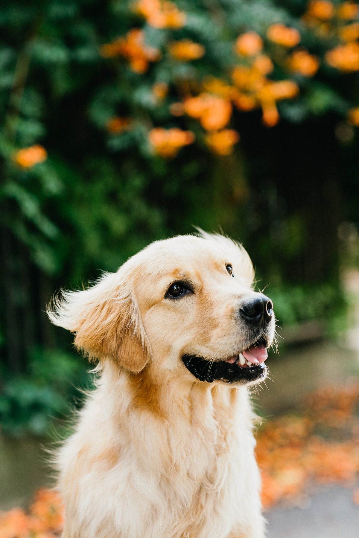 including your pet in engagement photos