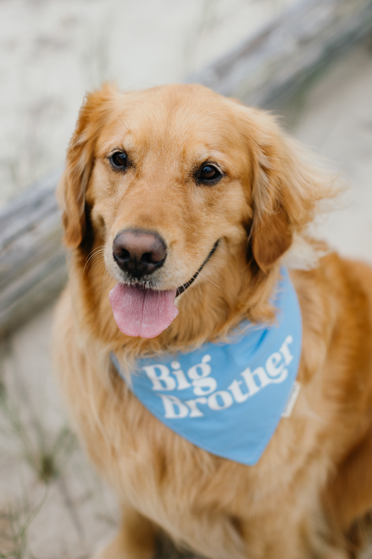 big brother dog bandana