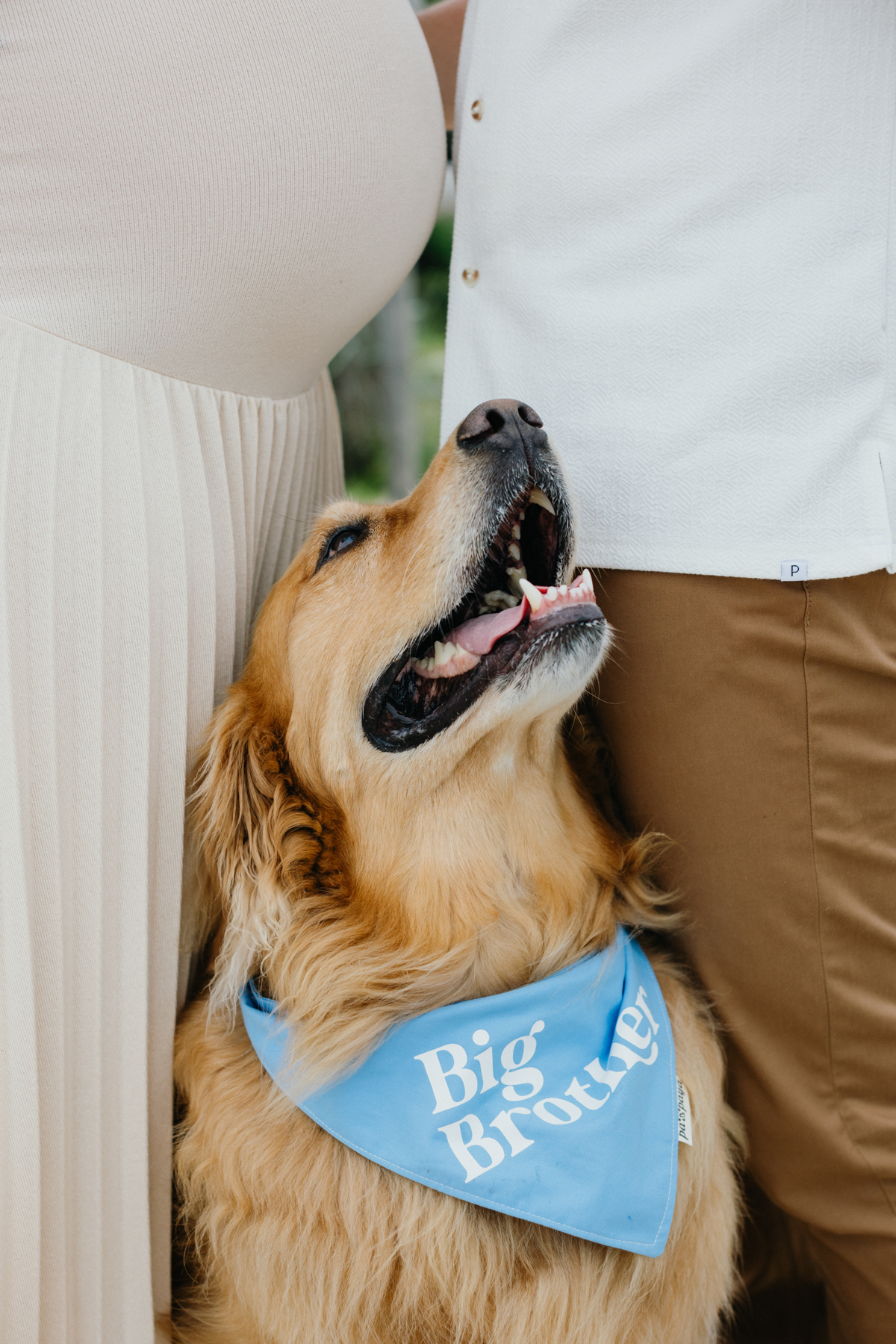 dog at maternity session