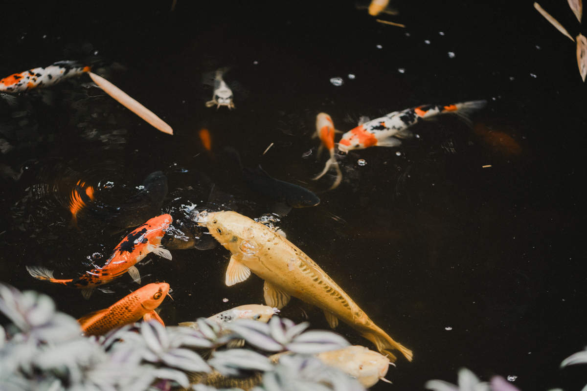 koi pond engagement photos