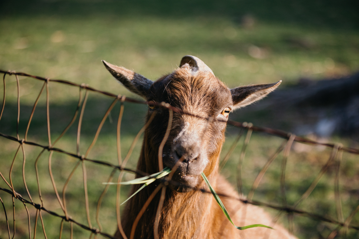 modern barn wedding venue with goats